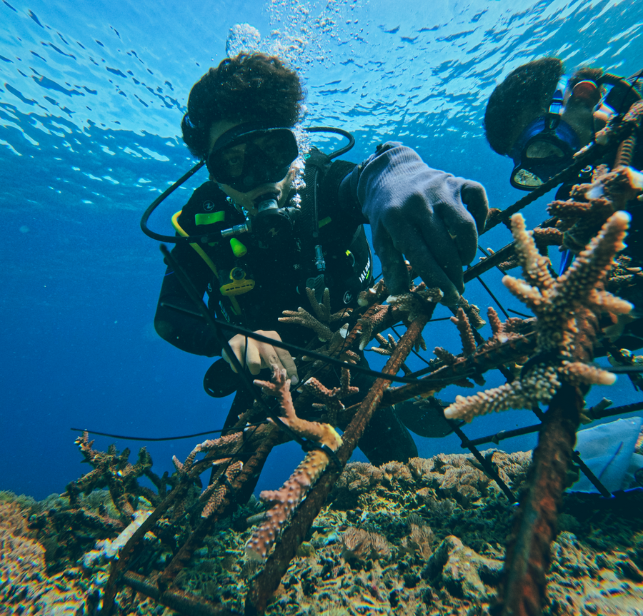 Coral Restoration
